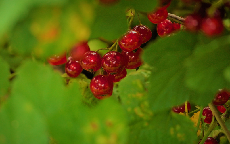 Blutjohannisbeeren. Pflege, Nutzen und Tipps für den Garten