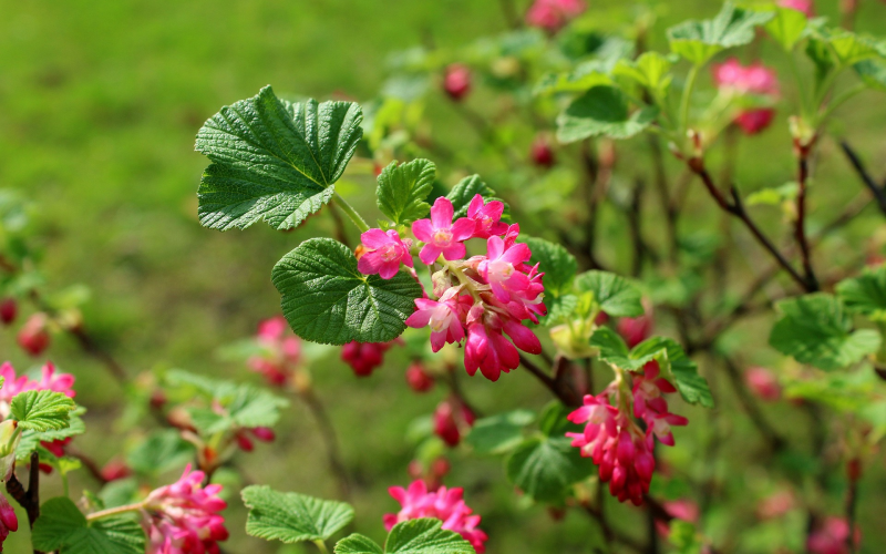 Blutjohannisbeeren. Pflege, Nutzen und Tipps für den Garten