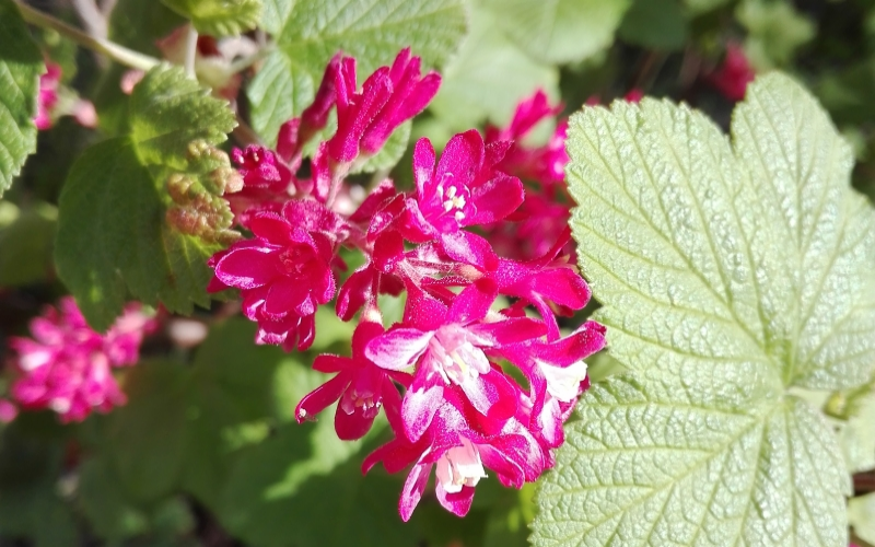 Blutjohannisbeeren. Pflege, Nutzen und Tipps für den Garten