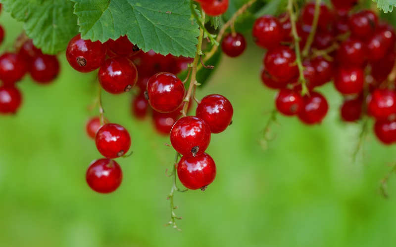 Blutjohannisbeeren. Pflege, Nutzen und Tipps für den Garten