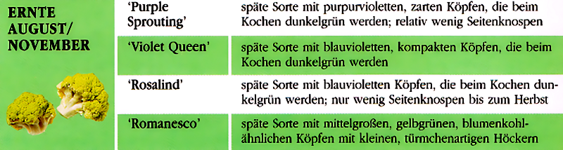 Brokkoli pflanzen u. pflegen. So gelingt die Ernte im Garten