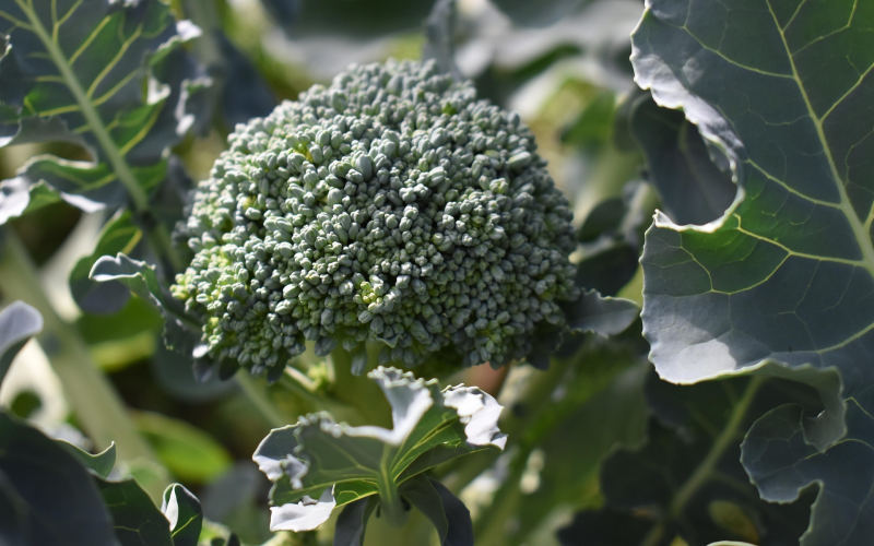 Brokkoli pflanzen u. pflegen. So gelingt die Ernte im Garten