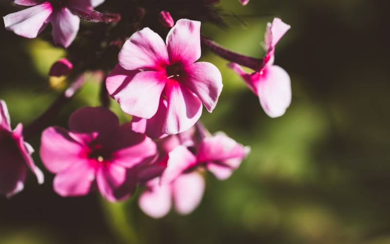 Catharanthus. Pflege und Tipps für blühendes Immergrün