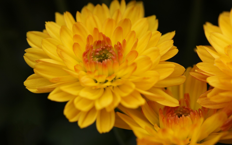 Chrysanthemen. Pflege Sorten u. Tipps für prachtvolle Blüten