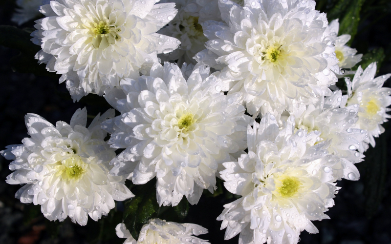 Chrysanthemen. Pflege Sorten u. Tipps für prachtvolle Blüten