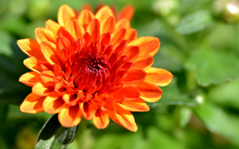 Chrysanthemen. Pflege Sorten u. Tipps für prachtvolle Blüten