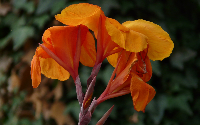 Das Blumenrohr. Prachtvolle Exoten - Pflege u. Überwinterung