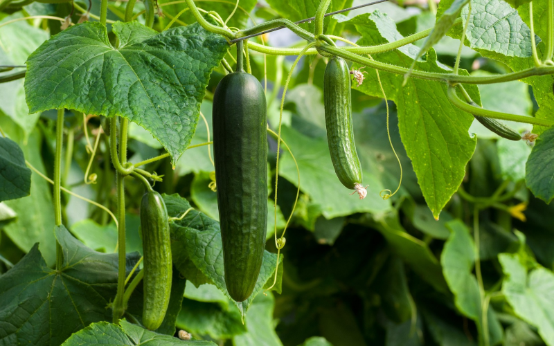 Gurken im eigenen Garten anbauen Tipps für eine reiche Ernte