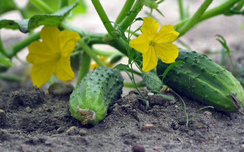 Gurken im eigenen Garten anbauen Tipps für eine reiche Ernte