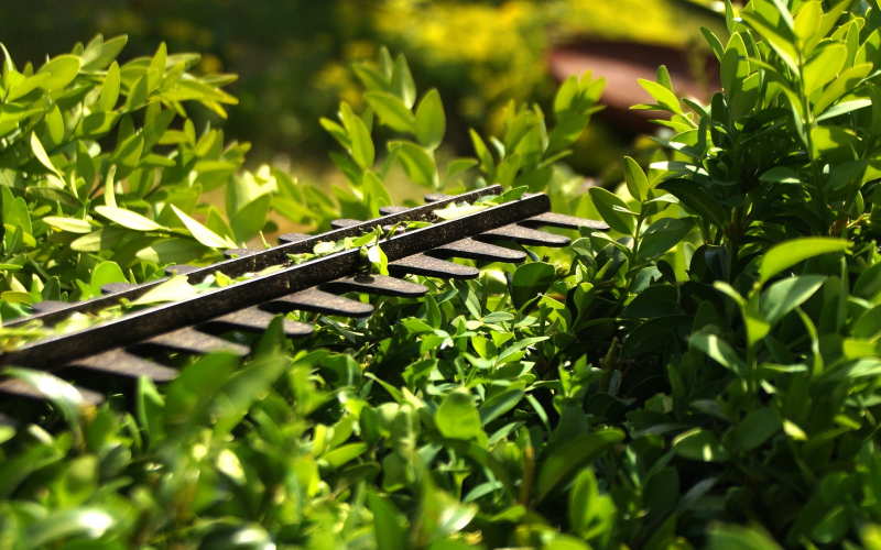 Hecke düngen. Tipps für üppiges Wachstum zu jeder Jahreszeit