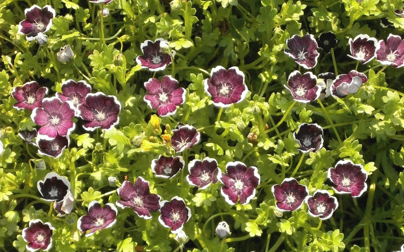 Nemophila. Anbau und Pflege der bezaubernden Hainblume