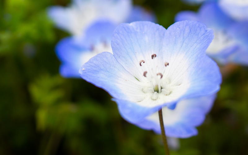 Nemophila. Anbau und Pflege der bezaubernden Hainblume