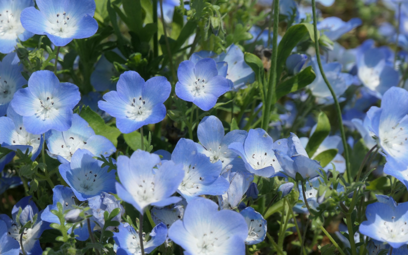 Nemophila. Anbau und Pflege der bezaubernden Hainblume