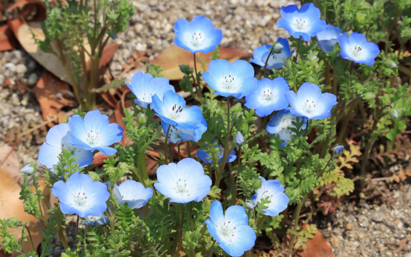 Nemophila. Anbau und Pflege der bezaubernden Hainblume