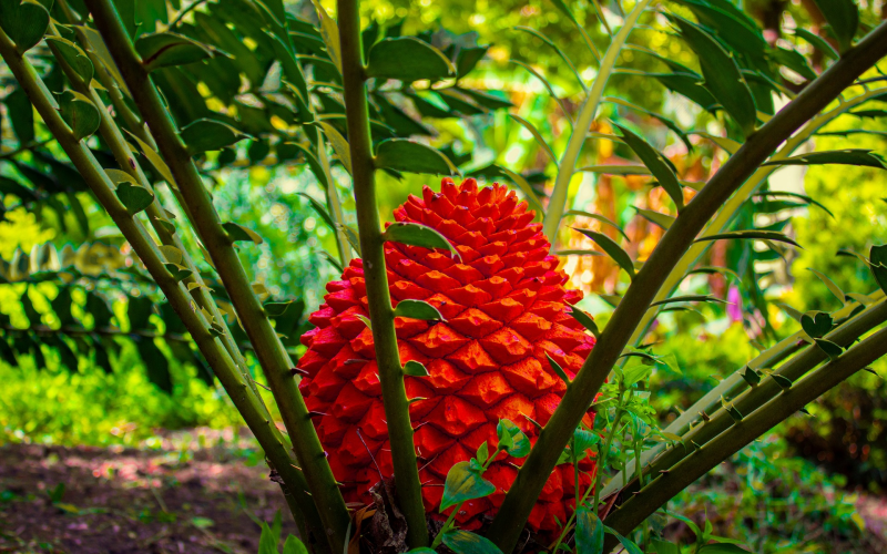 Palmfarn (Cycas revoluta). Pflege, Vermehrung und Standort 