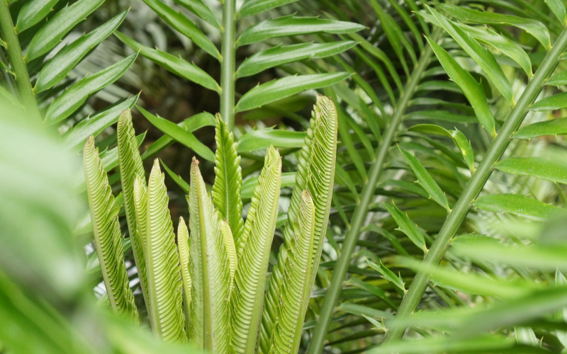 Speerfarn (Doryopteris). Pflege Standort u. Vermehrungstipps