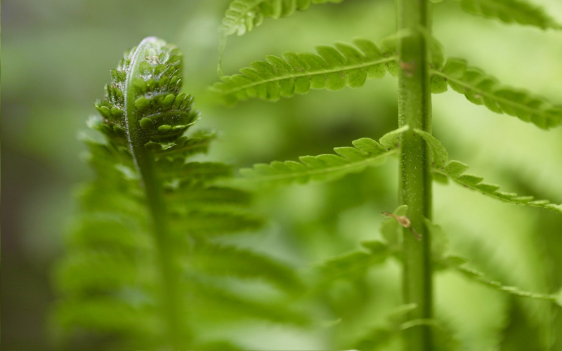 Speerfarn (Doryopteris). Pflege Standort u. Vermehrungstipps