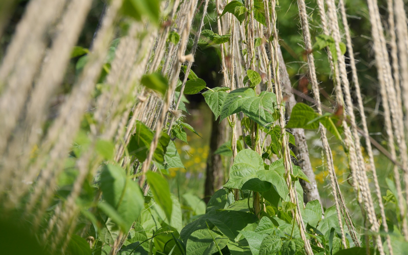 Stangenbohnen. Tipps für Anfänger und reiche Ernte im Garten