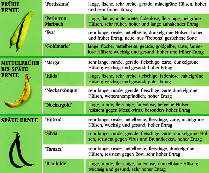 Stangenbohnen. Tipps für Anfänger und reiche Ernte im Garten