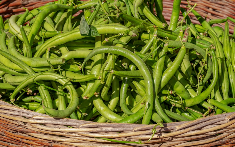 Stangenbohnen. Tipps für Anfänger und reiche Ernte im Garten